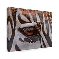Védjegy képzőművészet' Zebra szem ' vászon művészet készítette Galloimages Online