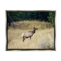Stupell Wild Elk Nature Grove Photography állatok és Rovarok Fénykép Szürke úszó keretes művészeti nyomtatási fal művészet