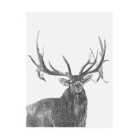 Védjegy képzőművészet 'Wildlife Snapshot: Elk' vászon művészet Naomi McCavitt