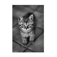 Ben Heine 'Aranyos Kitty' vászon művészet