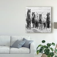 Védjegy Szépművészet 'Fekete -fehér lovak viii' vászon művészete: PhBurchett