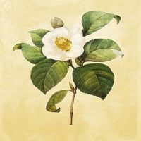 Képek nyomtatott botanikai természet és virágművészeti nyomatok, 2 -es készlet
