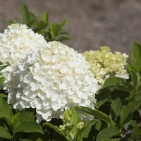 Fehér esküvői paniculata hortenzia virágzó lombhullató cserje fehér virágzással - teljes napsütéses árnyékos szabadtéri