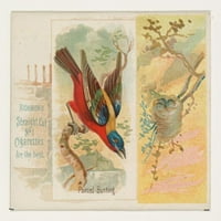 Festett sármány, a dalból a World series madarai Allen számára & Ginter cigaretta Poszter Nyomtatás