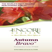 Encore Azalea őszi bravo piros virágos cserje - Full Sun Live kültéri növény