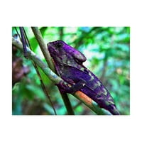 Védjegy Szépművészet 'Purple Iguana' vászon művészete: Dana Brett München