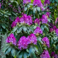Rododendronok nőnek egy erdőben Plakát nyomtatás Julie Eggers US39JEG0088