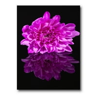 Egyetlen lila krizantém virág fekete reflexiós festmény vászon art nyomtatás