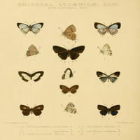 Rhopalocera Exotica Keleti Lycaenidae Poszter Nyomtatás Horace Knight