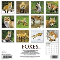 Willow Creek Press Foxes fali naptár
