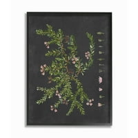 Stupell Industries Botanikus rajz virág rózsaszín a fekete formatervezésű keretes fali művészet betűkkel és bélelt