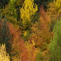 Ősz, fák, Arrowtown, közel Queenstown, Otago, Déli sziget, Új Zéland poszter, nyomtatás, által, David, fal