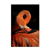 Zdenek Vales 'Loop Flamingo' vászon művészet